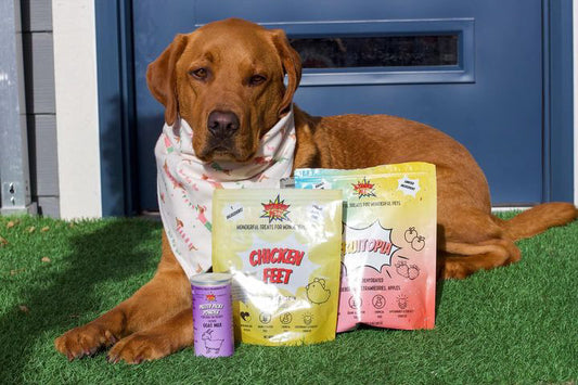 Fueling Well-being: The Essential Role of Protein in Your Pet's Happy and Healthy Life