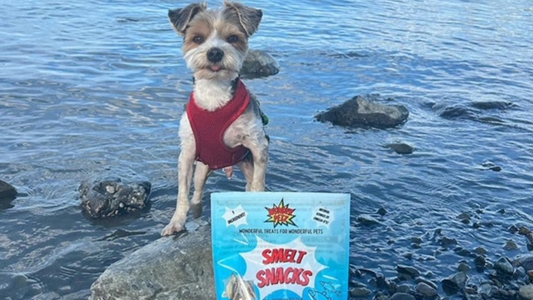 The Fishy Truth: Why Dehydrated Smelt Snacks Beat Fish Oil for Your Pet