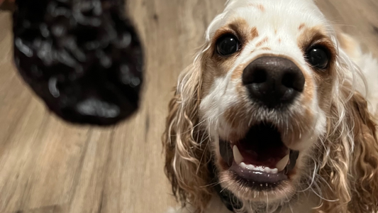 Teach Your Dog to Be a Sensible Chewer: 5 Tips and Tricks